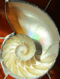 Nautilus Shell Nautilus Shell