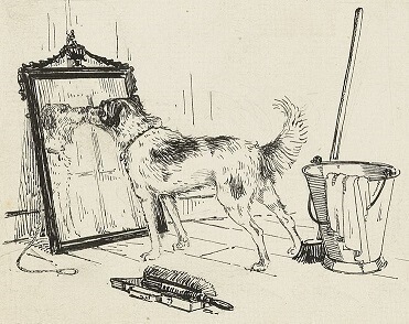 Cleanup Tools and Dog Self-Reflecting in a Mirror 